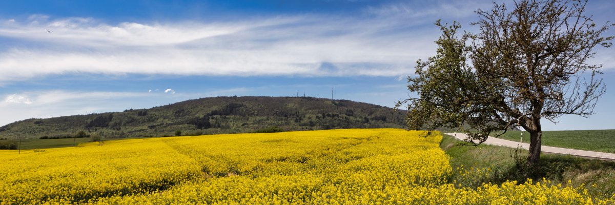 Rapsfeld. Symbolfoto Nordpfälzer Land