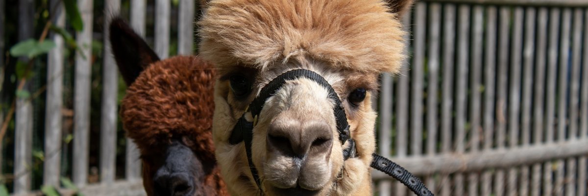 Alpakas. Symbolfoto von Pixabay