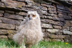 Eule. Falknerei Bisterschied