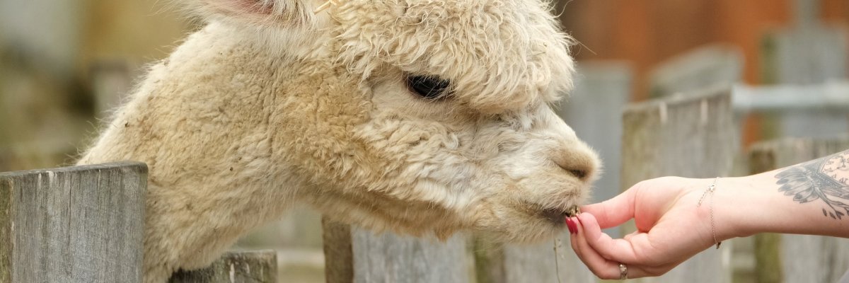 Alpaka. Symbolbild Pixabay.