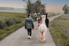 Alpakawanderung. Foto von Alpaka Farm Donnersberg