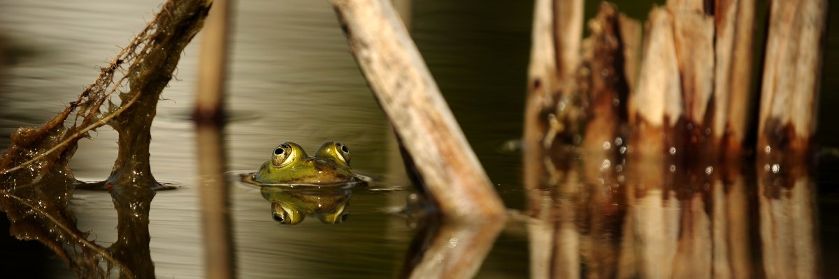 Frosch im Teich. Symbolfoto von Pixabay