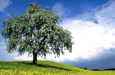 Landschaft grüner Baum